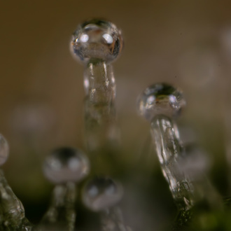 Do-Si-Dos F1 Automatic (Zamnesia Seeds) feminisiert