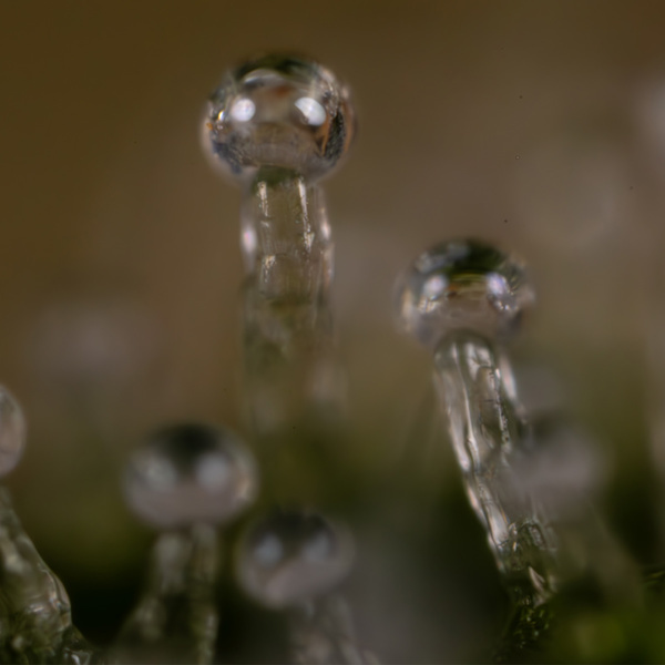 Do-Si-Dos F1 Automatic (Zamnesia Seeds) feminisiert