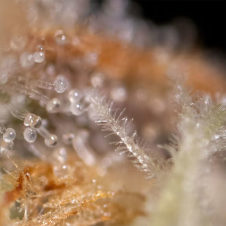 Watermelon Candy F1 Automatic (Zamnesia Seeds) feminisiert