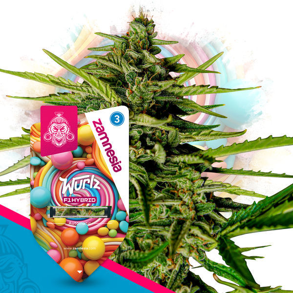Wurlz F1 Automatic (Zamnesia Seeds) feminisiert