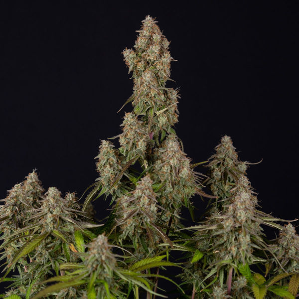 Wurlz F1 Automatic (Zamnesia Seeds) feminisiert