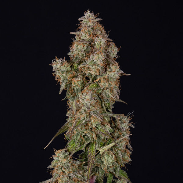 Wurlz F1 Automatic (Zamnesia Seeds) feminisiert