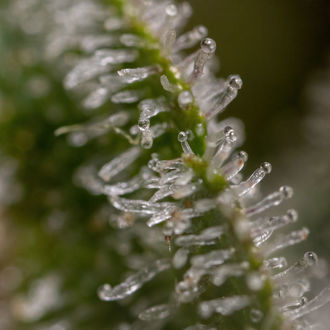 Wurlz F1 Automatic (Zamnesia Seeds) feminisiert