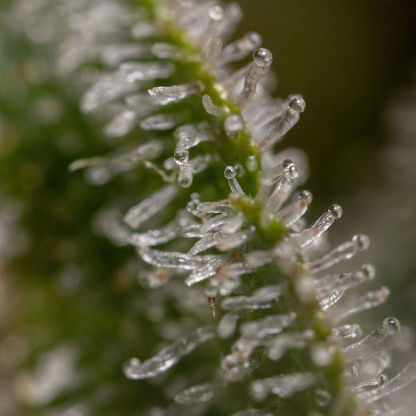 Wurlz F1 Automatic (Zamnesia Seeds) feminisiert