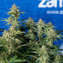 Green Cure CBD F1 Automatic (Zamnesia Seeds) feminisiert