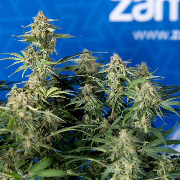 Green Cure CBD F1 Automatic (Zamnesia Seeds) feminisiert