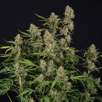 Green Cure CBD F1 Automatic (Zamnesia Seeds) feminisiert