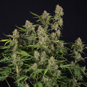 Green Cure CBD F1 Automatic (Zamnesia Seeds) feminisiert
