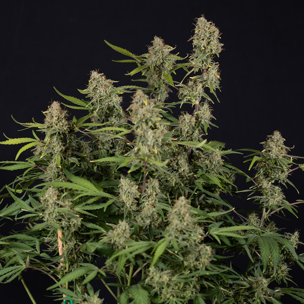Green Cure CBD F1 Automatic (Zamnesia Seeds) feminisiert