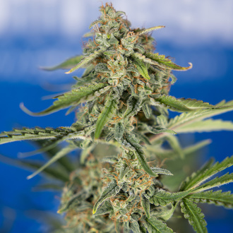 Green Cure CBD F1 Automatic (Zamnesia Seeds) feminisiert