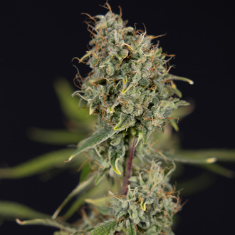 Green Cure CBD F1 Automatic (Zamnesia Seeds) feminisiert
