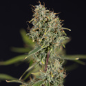 Green Cure CBD F1 Automatic (Zamnesia Seeds) feminisiert