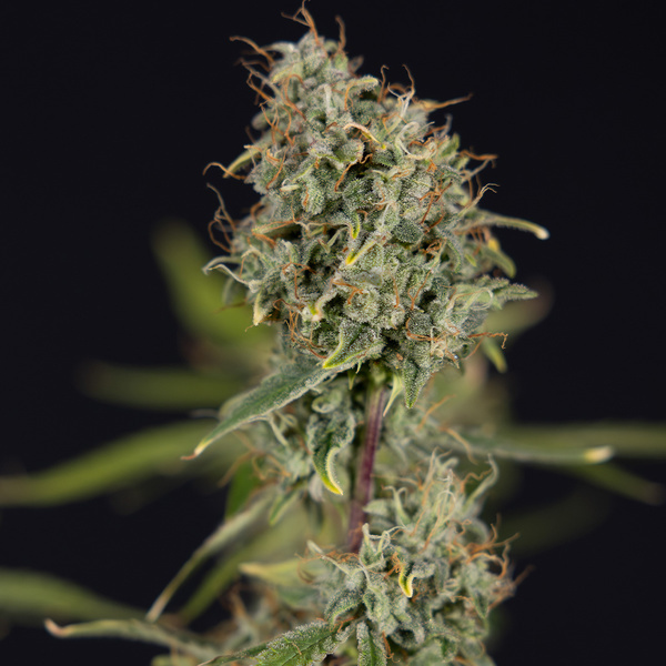 Green Cure CBD F1 Automatic (Zamnesia Seeds) feminisiert