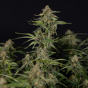 Green Cure CBD F1 Automatic (Zamnesia Seeds) feminisiert
