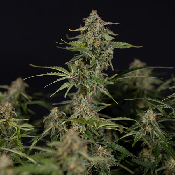 Green Cure CBD F1 Automatic (Zamnesia Seeds) feminisiert