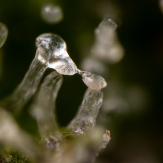 Green Cure CBD F1 Automatic (Zamnesia Seeds) feminisiert