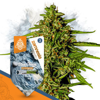 Blue Cheese F1 Automatic (Zamnesia Seeds) feminisiert Blue Cheese F1 Automatic (Zamnesia Seeds) feminisiert