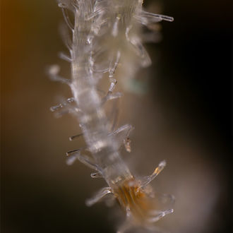 Blue Cheese F1 Automatic (Zamnesia Seeds) feminisiert