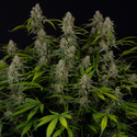 Green Crack F1 Automatic (Zamnesia Seeds) feminisiert