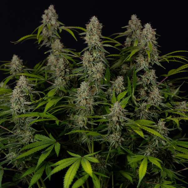 Green Crack F1 Automatic (Zamnesia Seeds) feminisiert