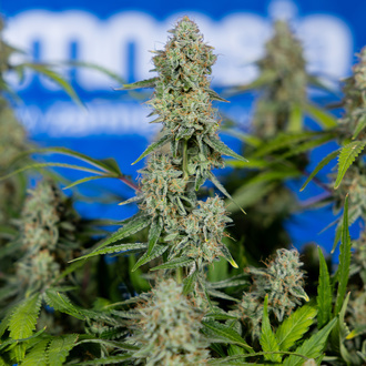 Green Crack F1 Automatic (Zamnesia Seeds) feminisiert