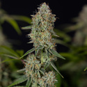 Green Crack F1 Automatic (Zamnesia Seeds) feminisiert