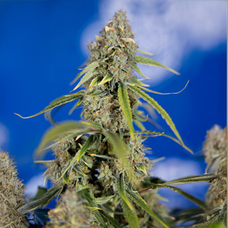 Green Crack F1 Automatic (Zamnesia Seeds) feminisiert