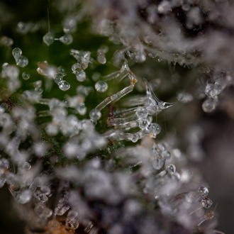 Green Crack F1 Automatic (Zamnesia Seeds) feminisiert