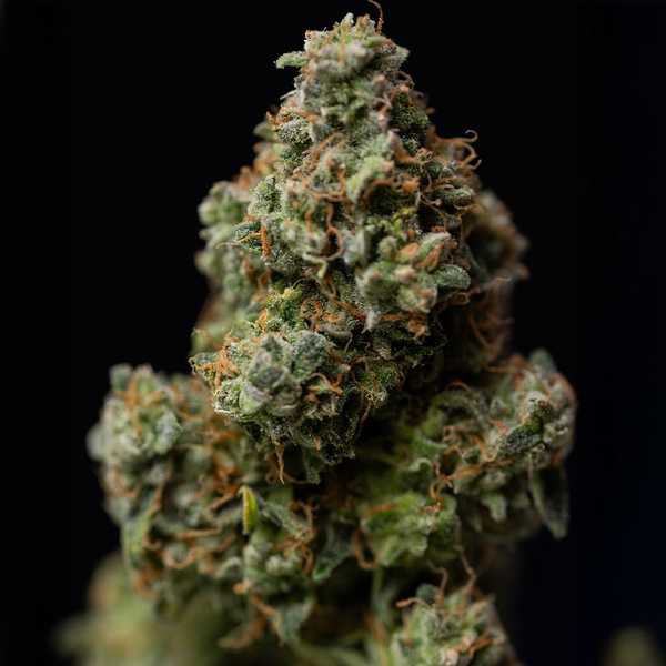 Green Crack F1 Automatic (Zamnesia Seeds) feminisiert