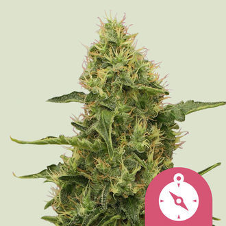 Northern Light (Royal Queen Seeds) feminisiert Northern Light (Royal Queen Seeds) feminisiert