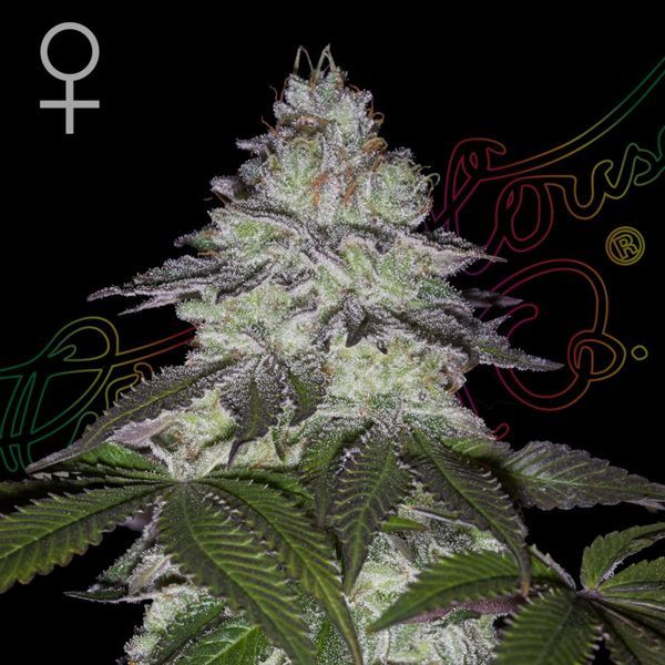 Milky Dreams (Greenhouse Seeds) feminisiert