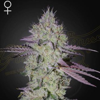 Tarte Tatin (Greenhouse Seeds) feminisiert Tarte Tatin (Greenhouse Seeds) feminisiert
