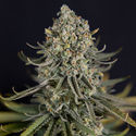 Karen Kush (Zamnesia Seeds) feminisiert