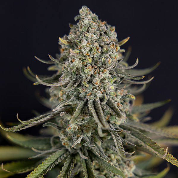 Karen Kush (Zamnesia Seeds) feminisiert