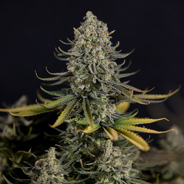 Karen Kush (Zamnesia Seeds) feminisiert