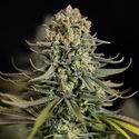 Karen Kush (Zamnesia Seeds) feminisiert