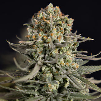 Karen Kush (Zamnesia Seeds) feminisiert