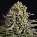 Karen Kush (Zamnesia Seeds) feminisiert