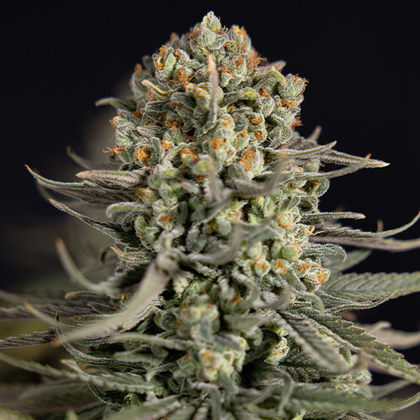 Karen Kush (Zamnesia Seeds) feminisiert