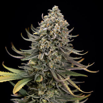 Karen Kush (Zamnesia Seeds) feminisiert