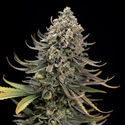Karen Kush (Zamnesia Seeds) feminisiert