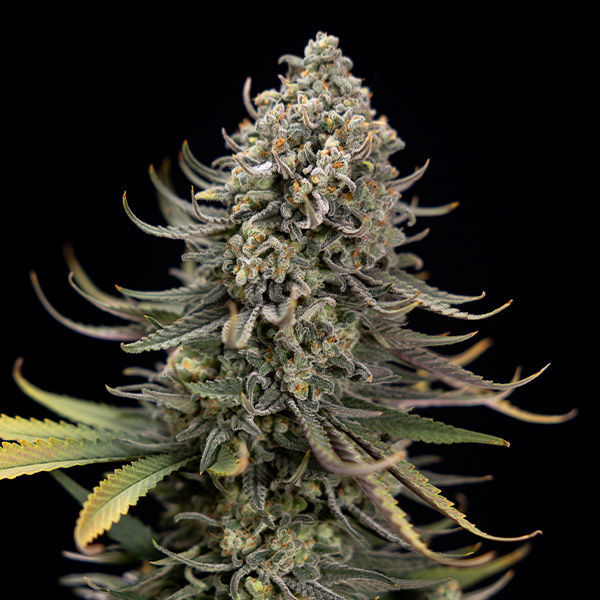 Karen Kush (Zamnesia Seeds) feminisiert