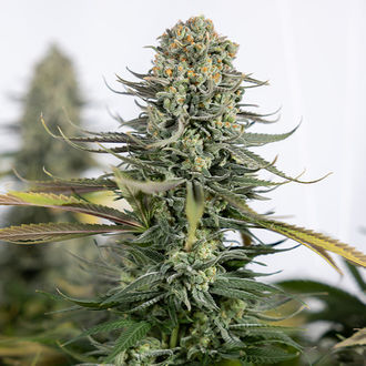 Karen Kush (Zamnesia Seeds) feminisiert