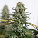 Karen Kush (Zamnesia Seeds) feminisiert