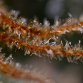 Karen Kush (Zamnesia Seeds) feminisiert