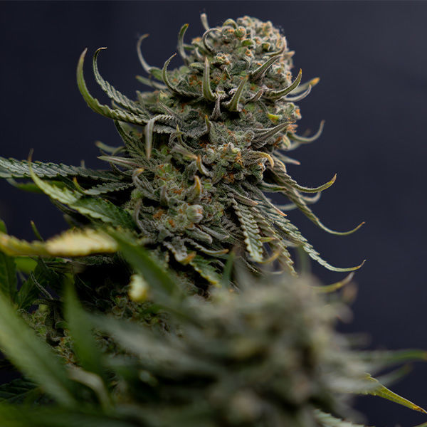 Karen Kush (Zamnesia Seeds) feminisiert