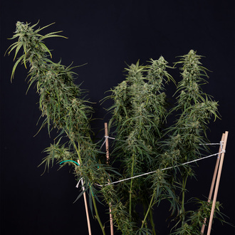 Karen Kush Automatic (Zamnesia Seeds) feminisiert