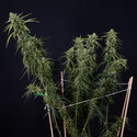 Karen Kush Automatic (Zamnesia Seeds) feminisiert