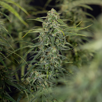 Karen Kush Automatic (Zamnesia Seeds) feminisiert