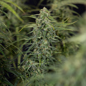 Karen Kush Automatic (Zamnesia Seeds) feminisiert